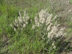 Pterocaulon virgatum