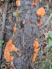 Fomitopsis schrenkii
