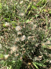 Erigeron divaricatus