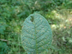 Pucciniastrum areolatum