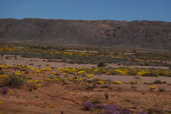 Gazania lichtensteinii