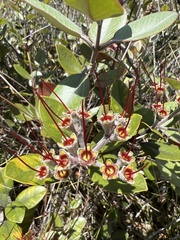 Metrosideros polymorpha