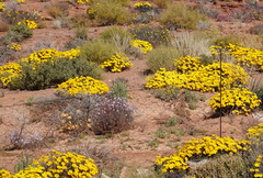 Gazania lichtensteinii