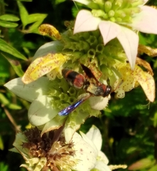 Pachodynerus erynnis