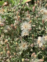 Erigeron divaricatus