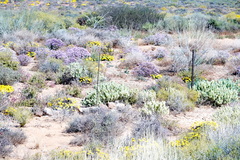Atriplex lindleyi inflata