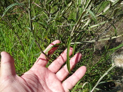 Pterocaulon virgatum