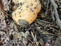 Philomycus carolinianus