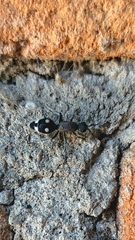 Dolichomutilla sycorax