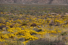 Gazania lichtensteinii