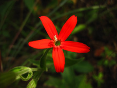 Silene regia