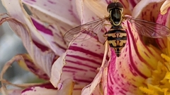 Toxomerus occidentalis