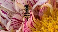 Toxomerus occidentalis