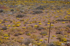 Gazania lichtensteinii
