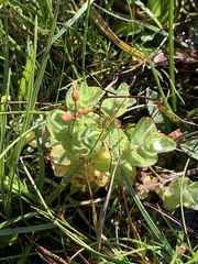 Hypericum anagalloides