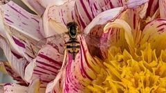 Toxomerus occidentalis