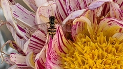 Toxomerus occidentalis