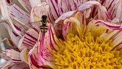 Toxomerus occidentalis