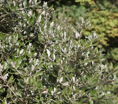 Quercus ilex