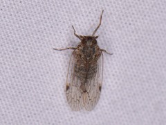 Melanoliarus aridus