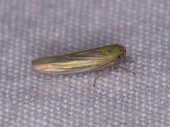 Macrosteles