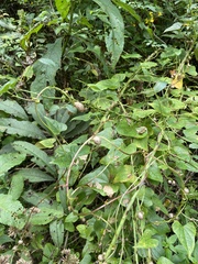 Dioscorea polystachya