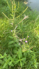 Epilobium parviflorum