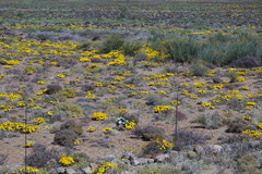 Gazania lichtensteinii