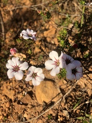 Adenandra