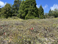 Metrosideros polymorpha