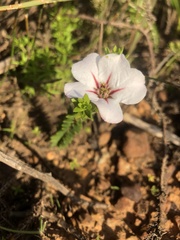 Adenandra