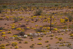 Gazania lichtensteinii