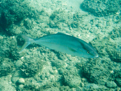 Seriola dumerili