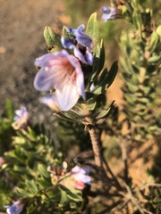 Adenandra