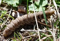 Deilephila porcellus