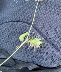 Echinopepon wrightii