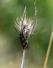 Zygaena filipendulae