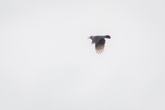 Nucifraga caryocatactes