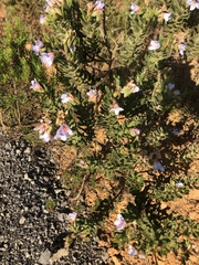 Adenandra
