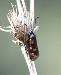 Zygaena filipendulae
