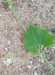 Echinopepon wrightii