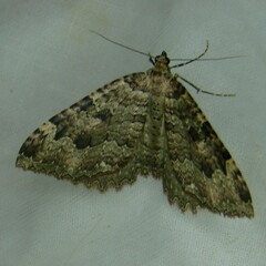 Triphosa dubitata