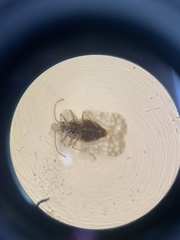 Corythucha marmorata