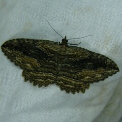 Philereme transversata