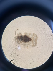 Corythucha marmorata