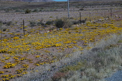 Gazania lichtensteinii