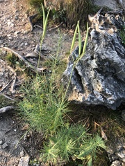 Asclepias verticillata