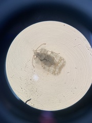 Corythucha marmorata