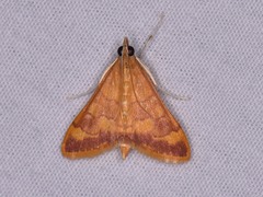 Pyrausta pseudonythesalis