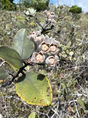 Metrosideros polymorpha